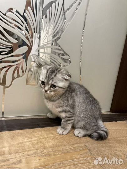 Котята британские