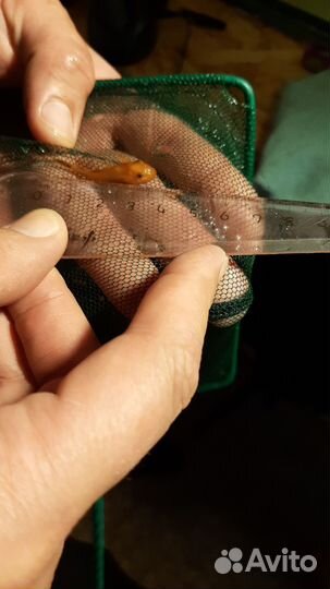 Золотые рыбки, сомики анциструс