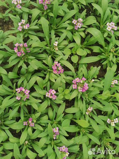 Рассада цветов