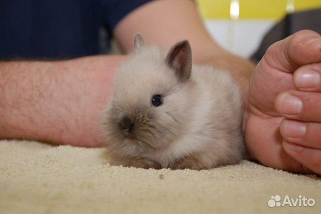 Малыши карликовые крольчата объявление продам