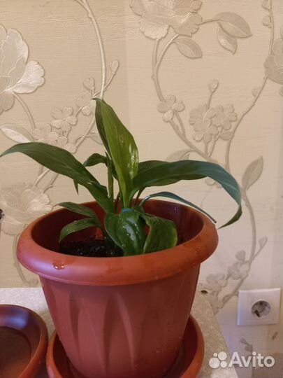 Спатифиллум