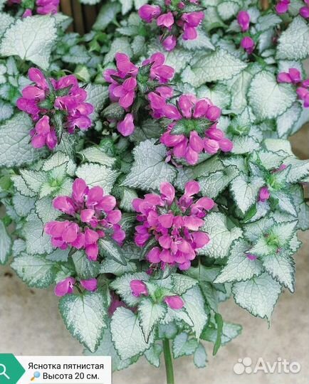 Почвопокровные растения