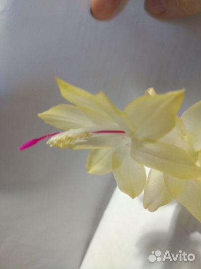 Декабрист желтый