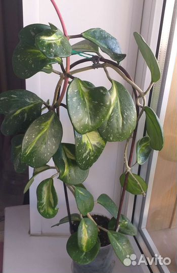 Хойя обовата вариегата