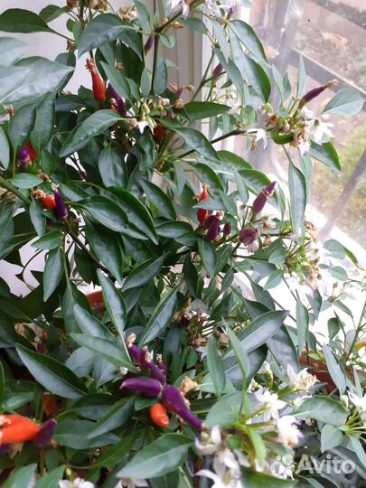 Перец острый домашний