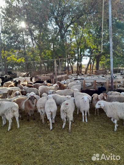 Овцы бараны ягнята