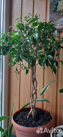 Цветы комнатные