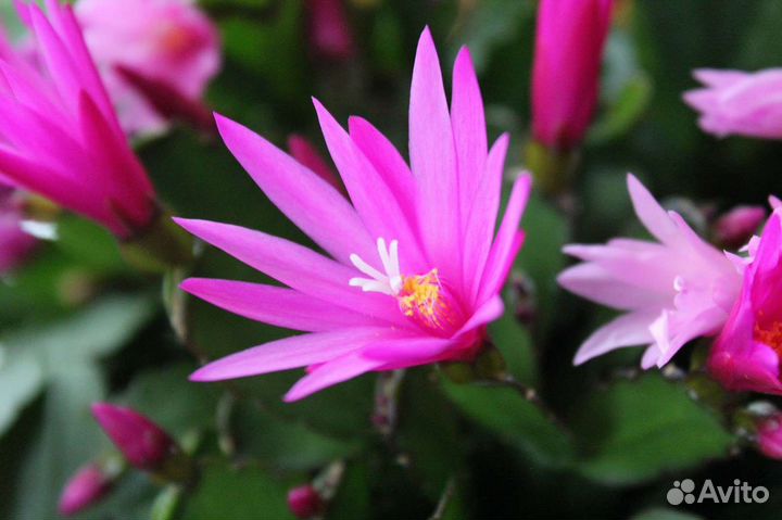 Рипсалидопсис