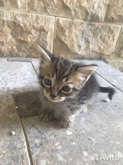 Котёнок в дар