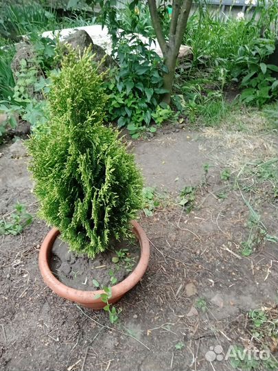 Туя западная голден смарагд