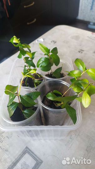 Мирт крупнооистный