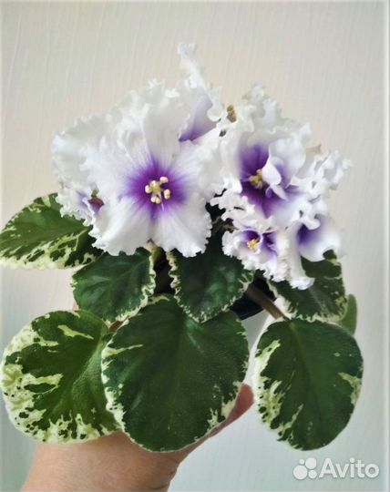 Фиалки коллекционные, сортовые