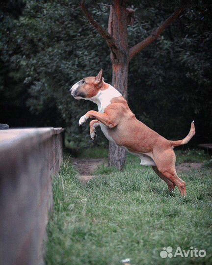 Бультерьер Вязка Чемпион