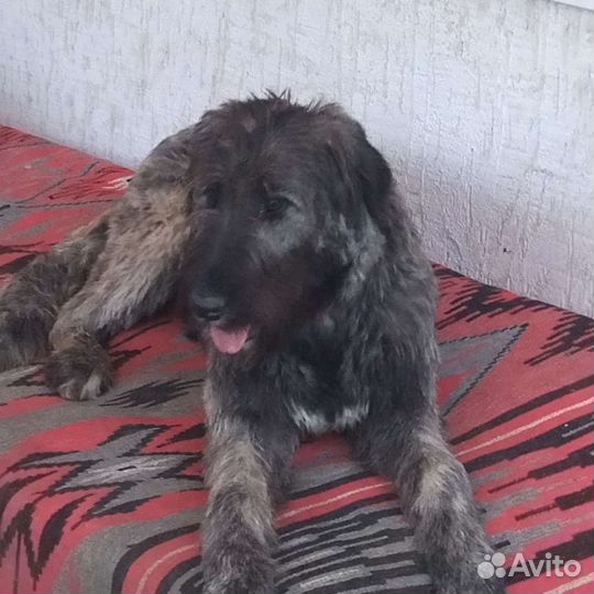 Ирландский волкодав девочка