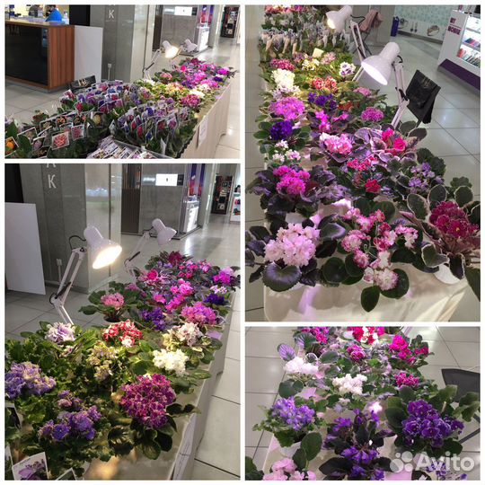 Сортовые фиалки