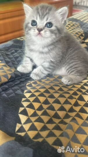 Британская