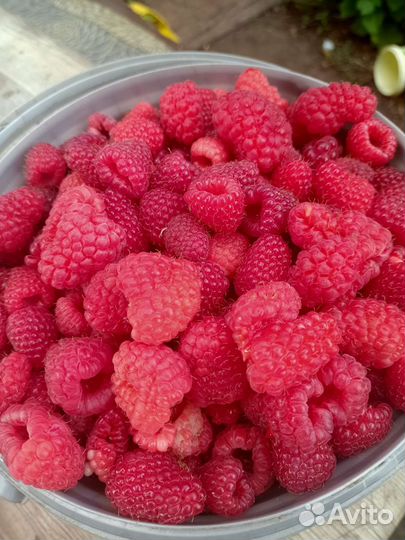 Саженцы малины