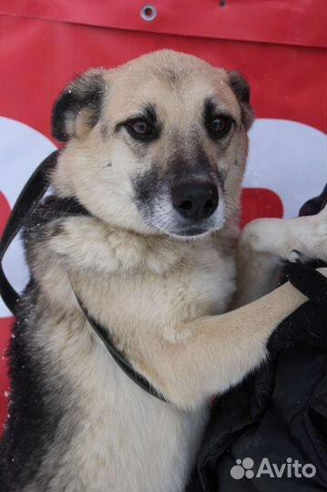 Небольшой весёлый пёс ищет семью