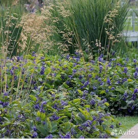 Вейгела, Рябинник