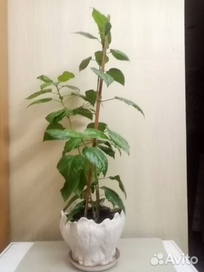 Гибискус китайская роза