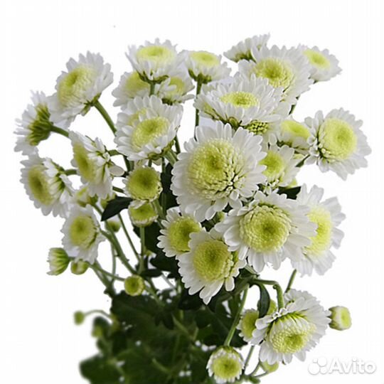 Хризантема Сталлион Белая