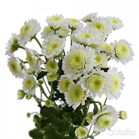 Хризантема Сталлион Белая