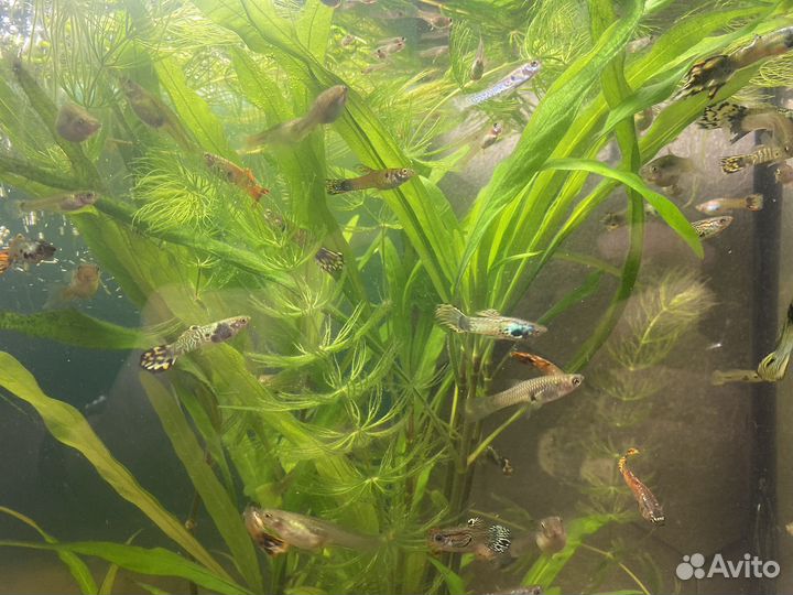 Рыбки гуппи