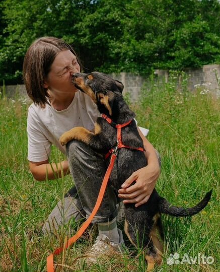 Спасённый щенок ищет любящего хозяина