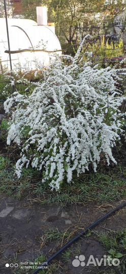 Спирея серая Грефшейм