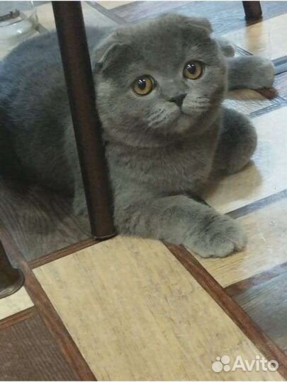 Шотландская вислоухая кошка вязка