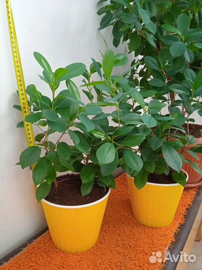 Продам цветы комнатные