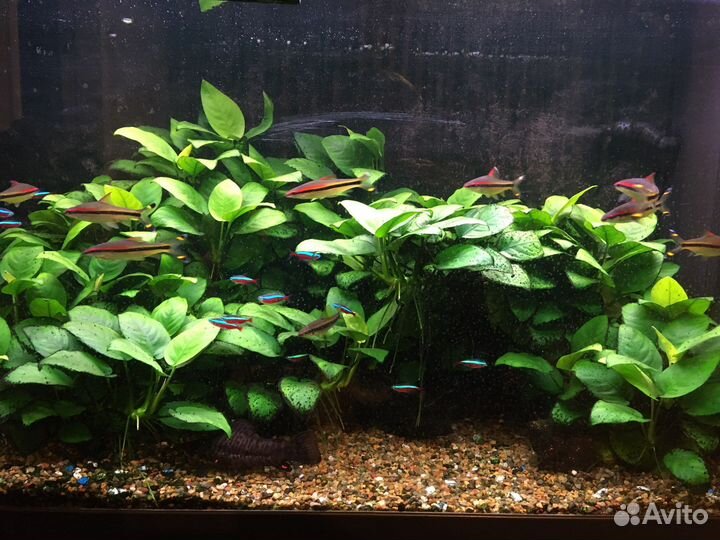Аквариумные растения Анубиас