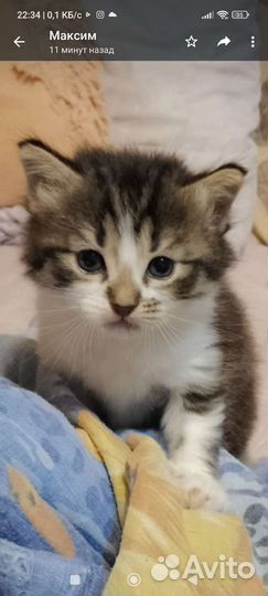 Котик и кошечка