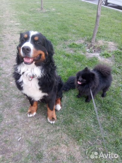 Передержка собаки кошки перевозка