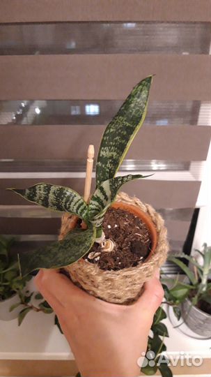 Комнатные растения Сансевиерия