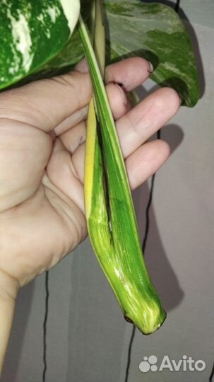 Верхушка монстера вариегатная альба