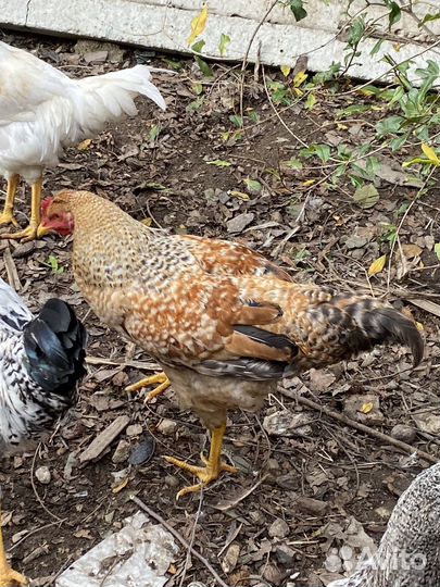 Молодые петухи