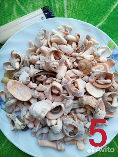 Морские ракушки