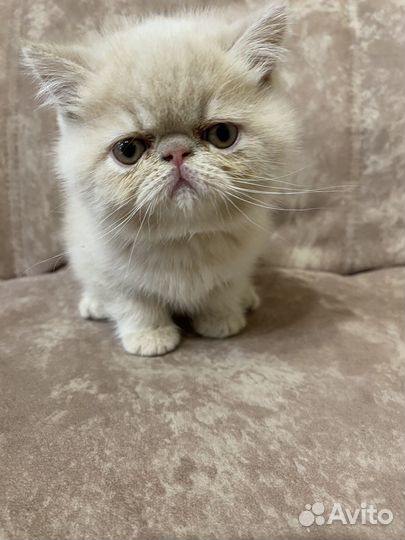 Экзотическая