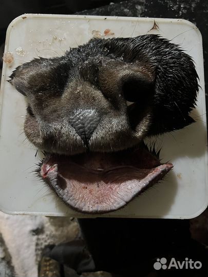 Лосиные губы свежие