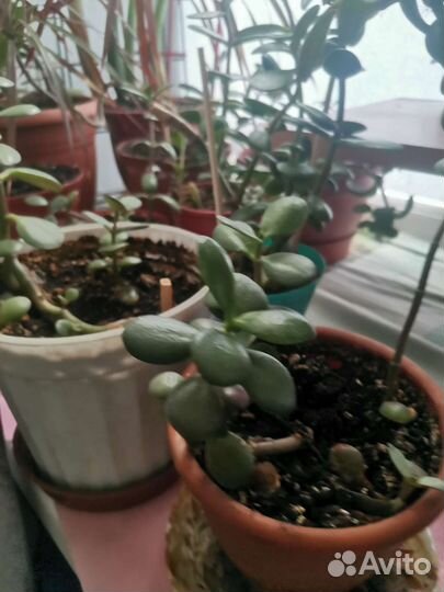 Крассула толстянка, денежное дерево