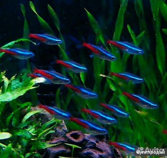 Аквариумные рыбки, аквариумы, оборудование