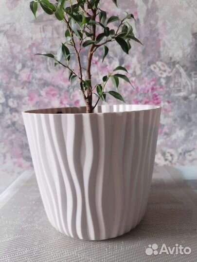 Фикус Бенджамина мелколистный