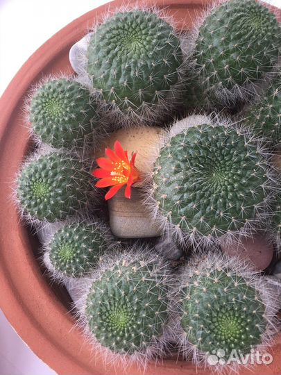 Кактус Ребуция