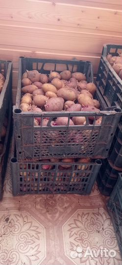 Картофель на посадку