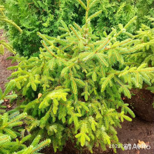 Ель сербская