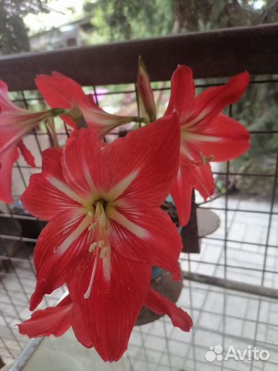 Декабристы и амарилисы