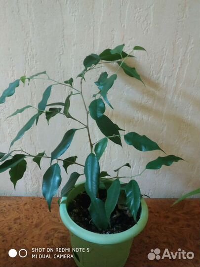 Фикус бенджамина