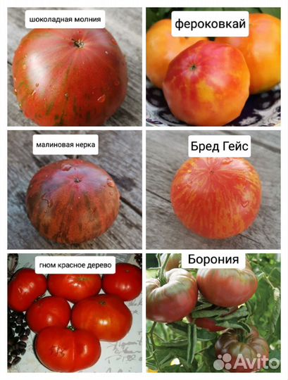 Семена помидор для грунта Проект Гном Томатный