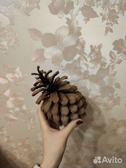 Шишка топовая